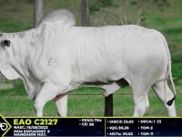 Lote 25