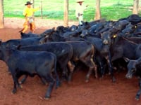 Lote 34