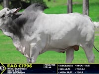 Lote 27