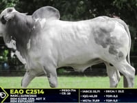 Lote 31