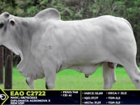 Lote 33