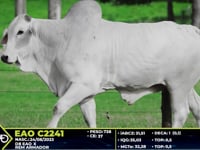 Lote 34