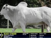 Lote 35