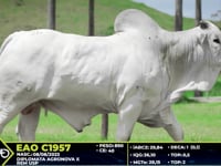 Lote 36