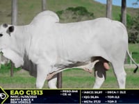 Lote 37