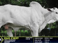 Lote 38