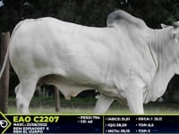 Lote 39