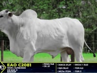 Lote 40