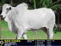 Lote 41