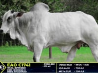 Lote 43