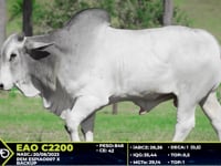 Lote 44
