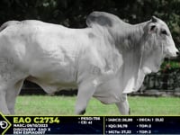 Lote 46