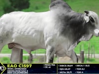 Lote 50