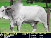 Lote 51