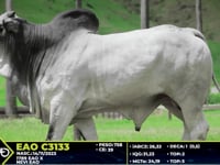 Lote 52
