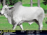 Lote 53