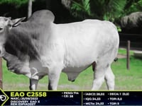 Lote 54