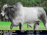 Lote 55