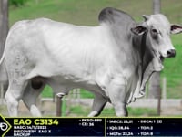 Lote 56