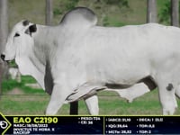 Lote 57