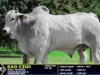 Lote 58