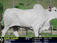 Lote 60