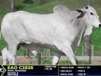Lote 61
