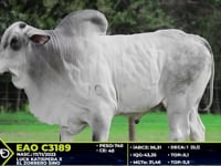 Lote 62