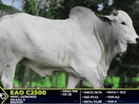 Lote 63