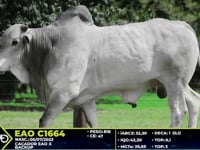 Lote 64
