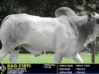 Lote 65