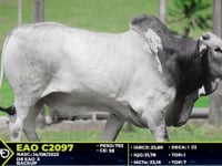 Lote 68