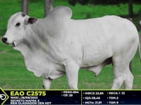 Lote 70