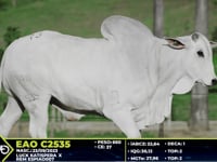Lote 73