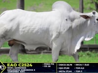 Lote 74