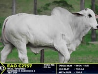 Lote 75