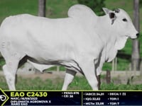 Lote 78
