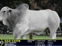 Lote 79