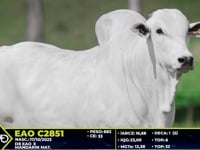 Lote 81