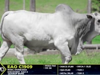 Lote 82