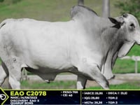 Lote 85