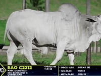 Lote 83
