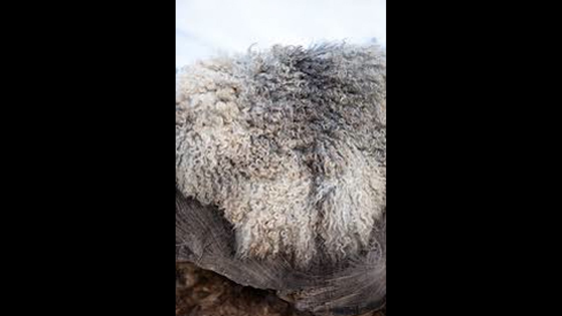 2025 August 15: Close but no cigah’ (cigar)