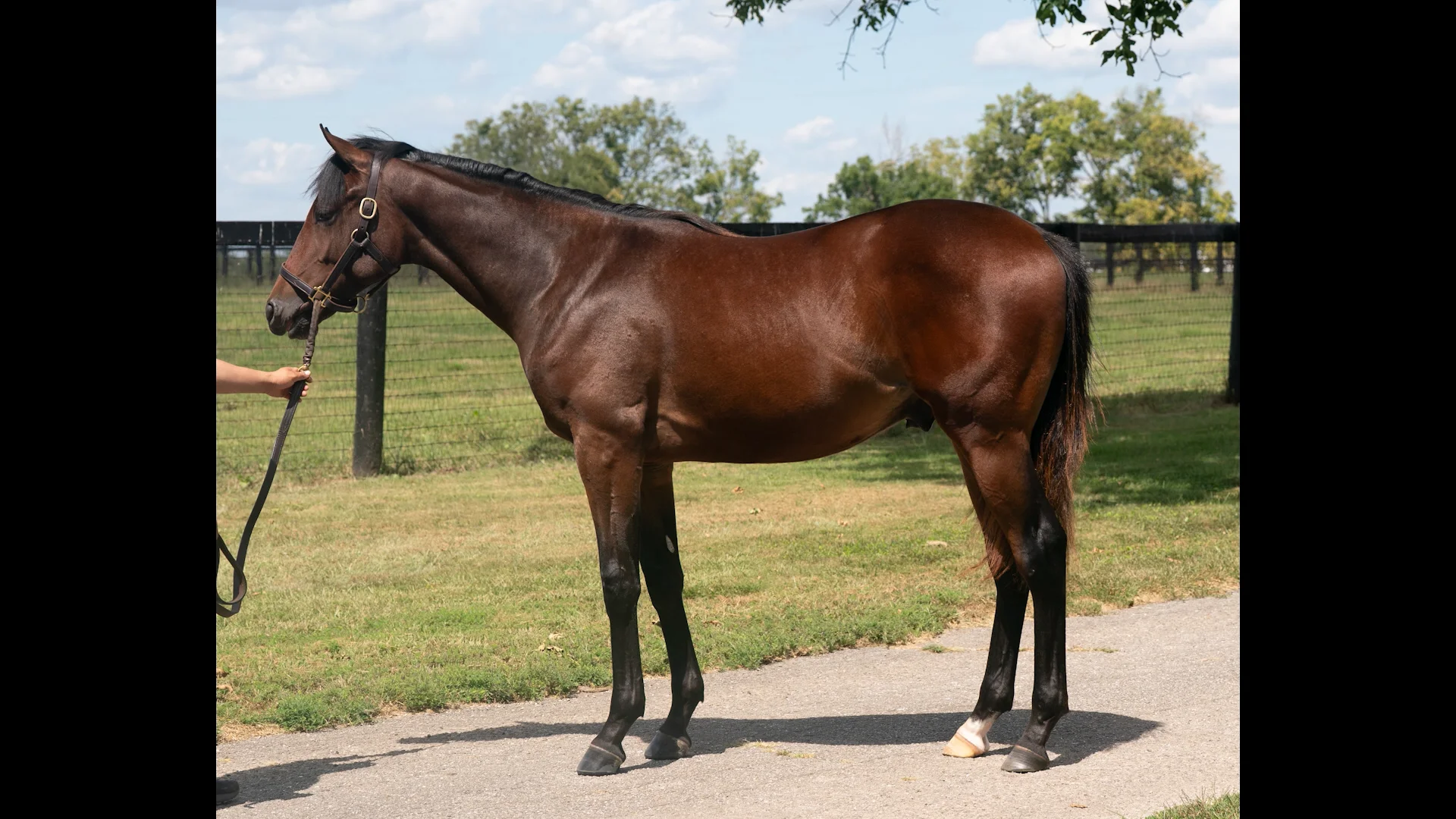 Jack Christopher Carries