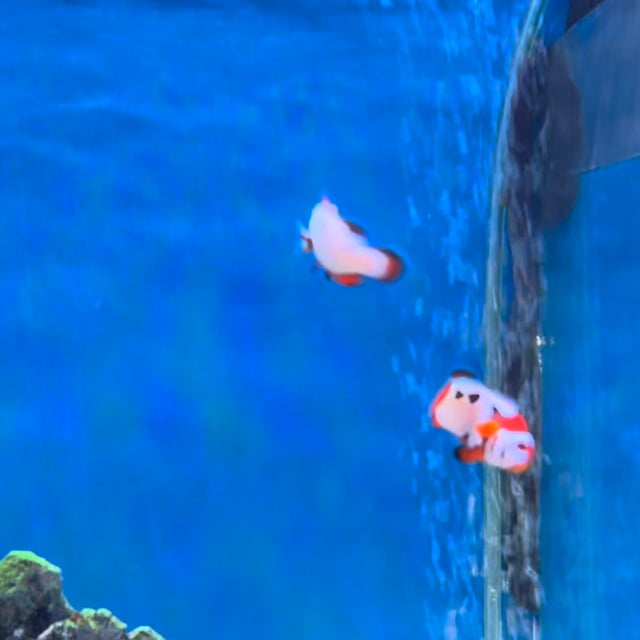 Orange Storm Clownfish video