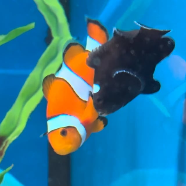Domino Clownfish video