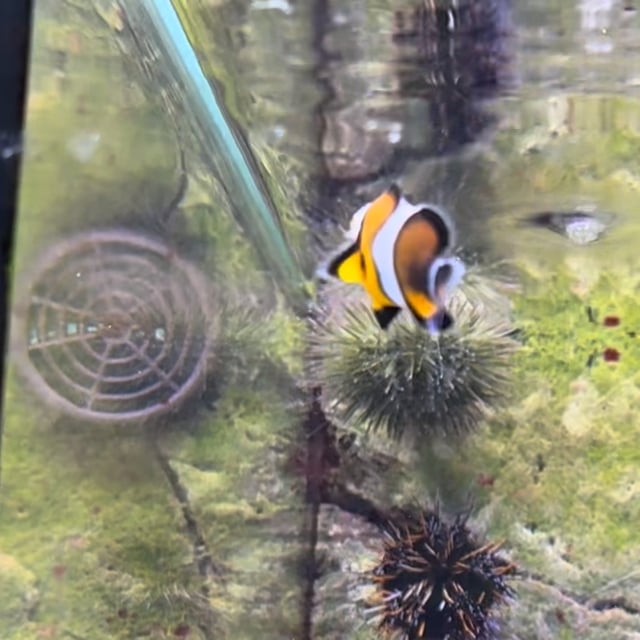 Mocha Clownfish video