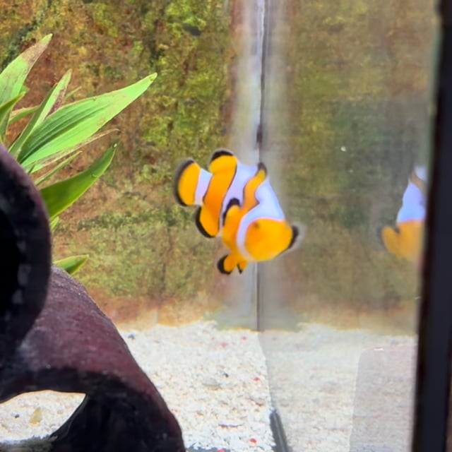 DaVinci Clownfish video