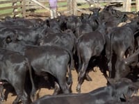 Lote 36