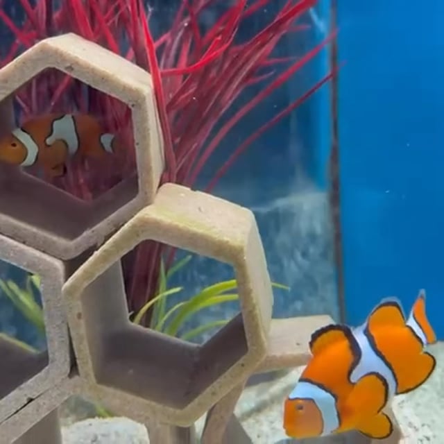 Coral Sea Percula Clownfish video